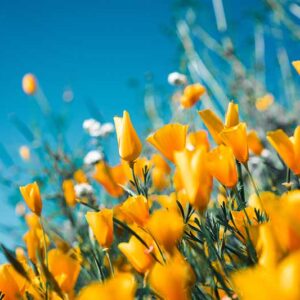 Spring yellow flowers